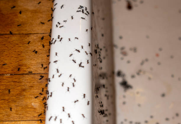 Best Cockroach Control Services  in Hudson, TX